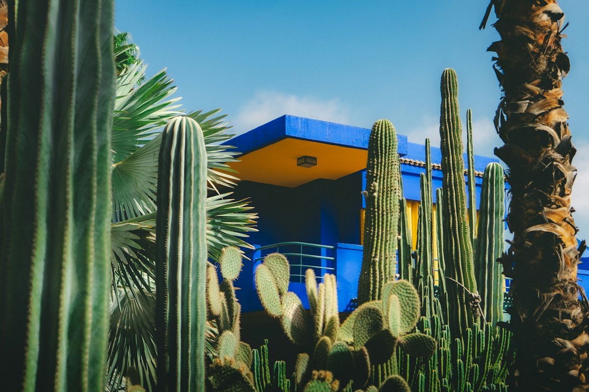 Iconic cobalt blue architecture of the Berber Museum at Jardin Majorelle
