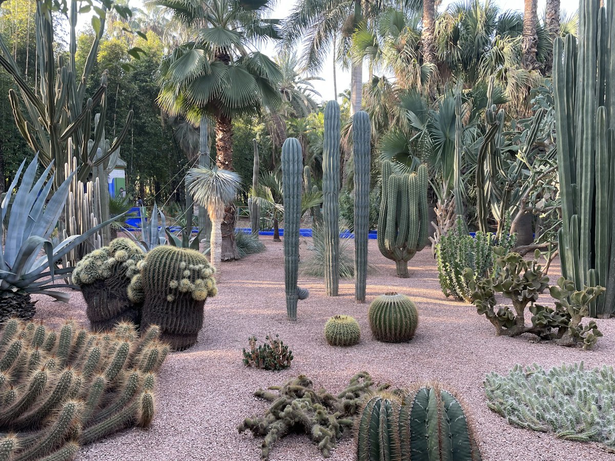 Towering cacti and succulent plants inside Jardin Majorelle