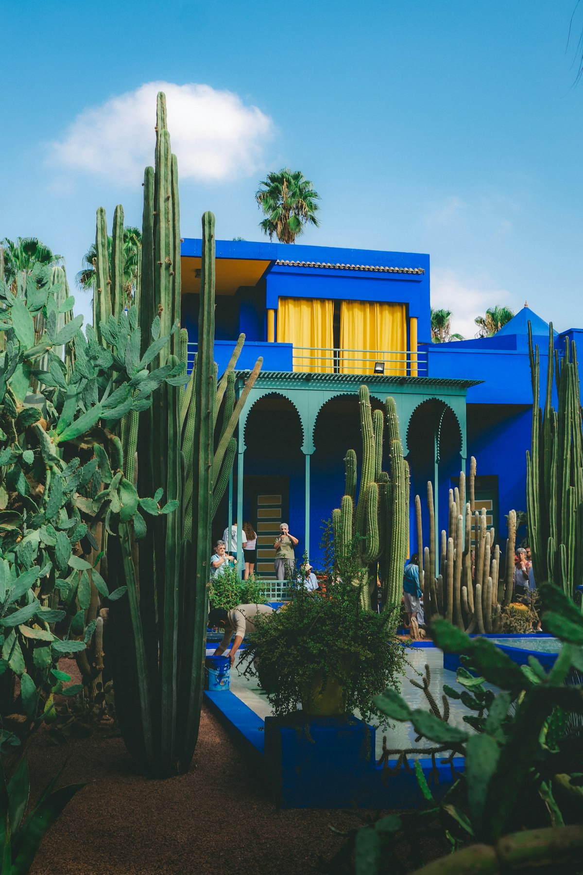 Water lily pond and papyrus plants in the central water garden of Jardin Majorelle